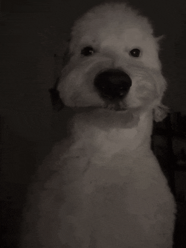 dog gif